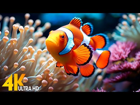 Aquarium 4K VIDEO (ULTRA HD) 🐠 Beautiful Coral Reef Fish - Relaxing Sleep Meditation Music #141