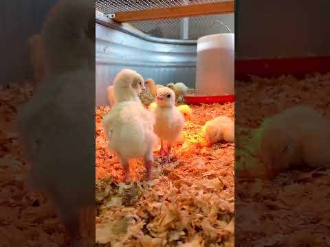 White Holland baby turkeys #chicks