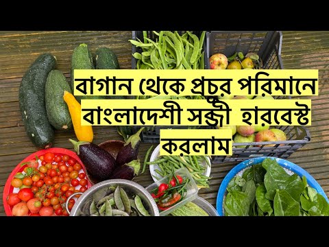 বাগান থেকে প্রচুর পরিমানে বাংলাদেশী সব্জী  হারবেস্ট করলাম সেপ্টেম্বর  মাসে শখের বাগান ২০২৪