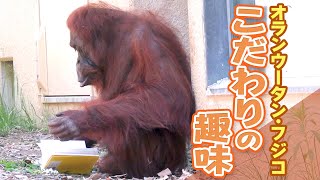 オランウータンフジコ こだわりの趣味