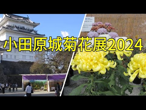 小田原城菊花展2024に行ってきた