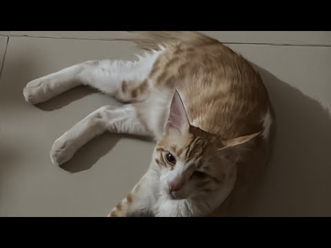 Cat fight | best cat compilation | morning with cats #catvideos #cat