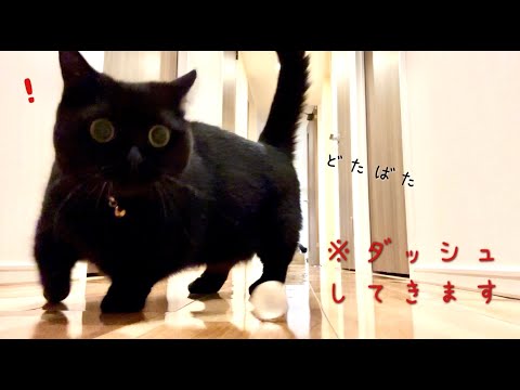 短足な黒猫さんのダッシュがドタバタしていて可愛い