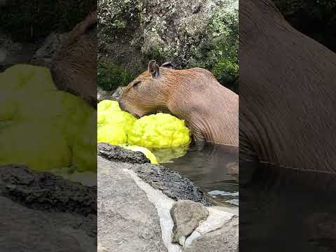 鬼ゆずがぶりカピバラさん(伊豆シャボテン動物公園) #capybara #Shorts