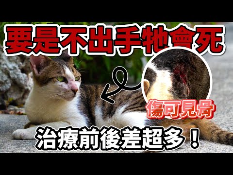 【藍箱水族】拯救頻死流浪貓！從垂死邊緣到健康快樂的招財貓！~成功收編招財貓一隻！！