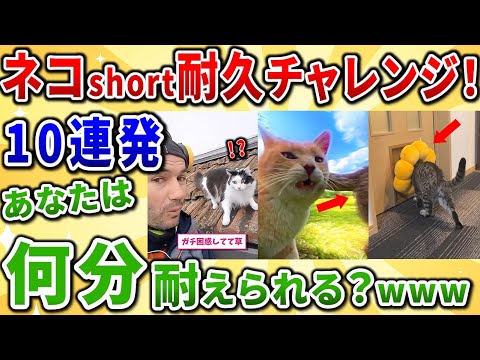 ネッコの動画見て癒されたら負け＆クスッとなったら寝ろ10連発！【2ch動物スレ】