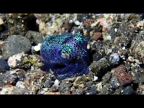 [ミミイカ] 美しすぎる‼ ナイトダイブで見た 青い宝石みたいな可愛いイカ Tropical bottletail squid in tulamben Area bali by night dive