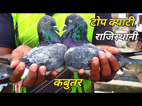 Rajasthani Kabootar For Sale ! राजस्थान के बेहतरीन कबुतर  ! Arshad idrisi Pigeon  Lover