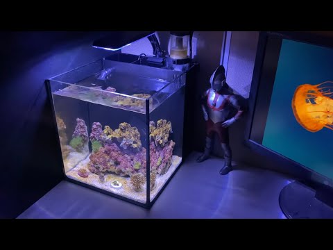 10Liter 迷你珊瑚缸 Mini Coral Tank 21Days