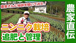 11月ニンニク栽培の秘訣！家庭菜園や農園でニンニク栽培を成功させる追肥や水やりなどニンニクの育て方を農家さんに聞いてみた！【農家直伝】