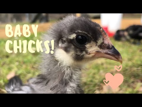 Watch Cute Baby Chicks Playing Outside!