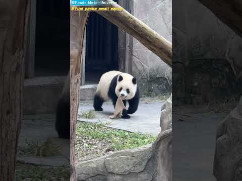 渝爱打包小麻袋 Yuai packs small sacks #panda #cute #funny #redpanda #giantpanda