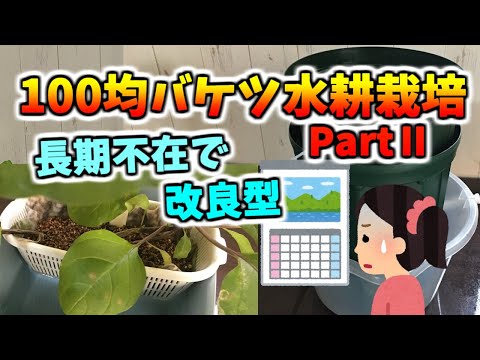 100均バケツ水耕栽培パート２。改良型で、今度は長期不在も可能に？