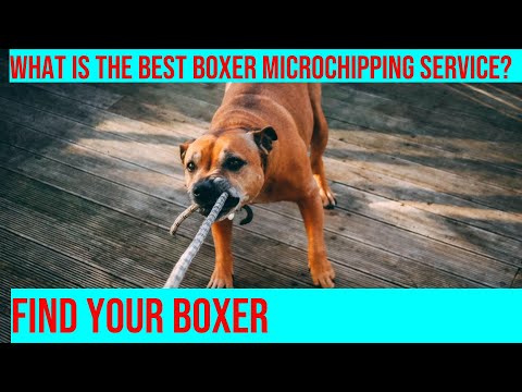 Protect Your Boxer: How to Choose the Right Microchipping Service