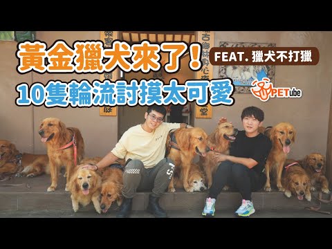 黃金獵犬來了！10隻獵犬上山來打獵 Feat.獵犬不打獵【寵物知識+】｜#哈寵PETube 第246集