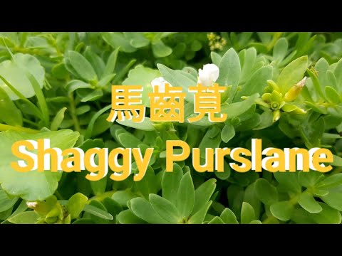 馬齒莧 Shaggy Purslane