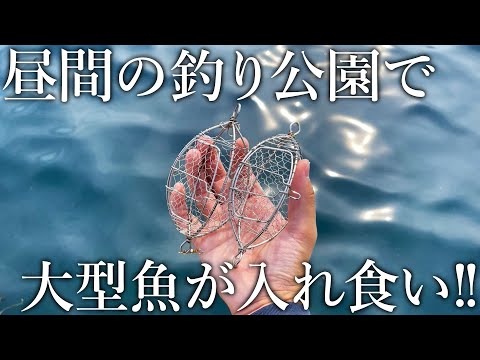 昼間から大型魚が入れ食い！釣り公園で超簡単に大物が釣れる「足元カゴ釣り」を紹介