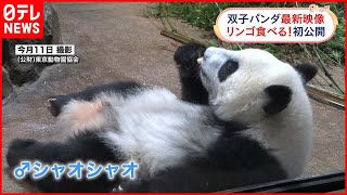 【双子パンダ】リンゴ食べる様子を初公開  上野動物園