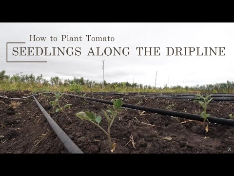 How to plant Tomato seedlings along the dripline #dripirrigation