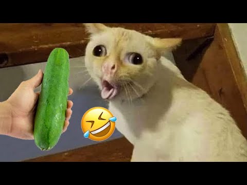 Funniest Dog And Cat Videos - Best Funny Animals Videos 2023😇#6