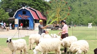 The Scenery Vintage Farm, Suan Pueng, Ratchaburi