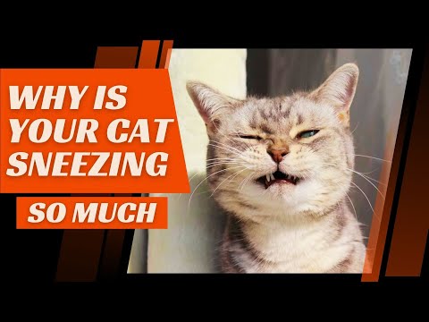 Reasons Why Your Cat Is Sneezing? When to Worry