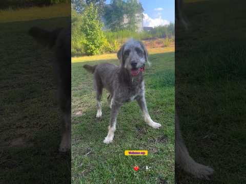 Sage is at it again #zoomies #dogmusicvideos #labradoodle #divadoodle #beautifuldog #cutedog #fundog