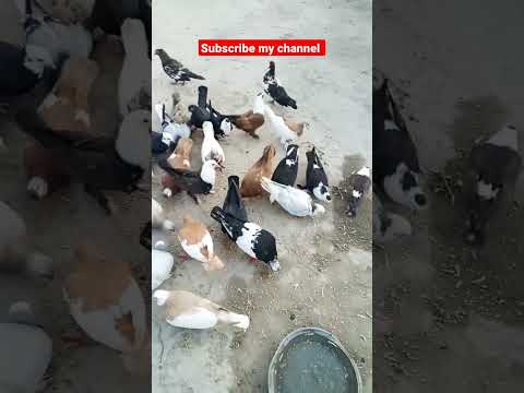 #beautiful #pigeon#kabootar #homingpigeons#funnyshorts#sadstatus #pigeonlove#pigeonlover#funnyvideos