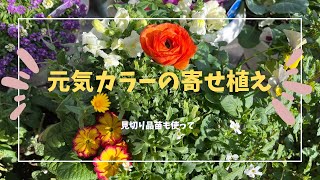 【購入苗の紹介】【見切り品苗も使って寄せ植え】【我が家の様子】