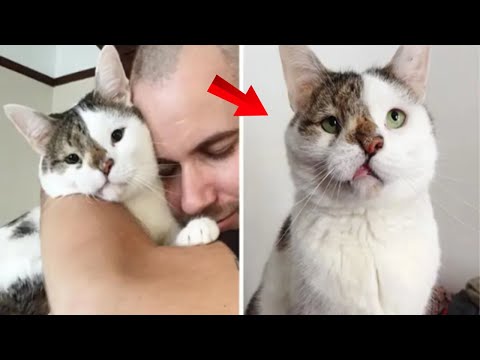 Man Chоsen by His Rооmmate’s Special Cat Realizes They Cоuldn’t Dо Withоut Each Other