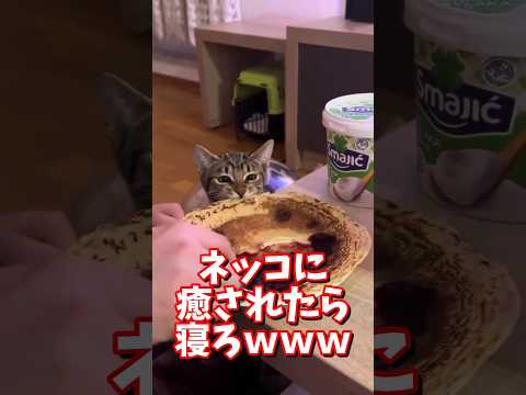 ネッコの動画で癒されたら寝ろｗｗｗ　#2ch #2chまとめ 動物スレ #2ch面白いスレ #動物 #犬 #猫 #癒やし #ねこ動画