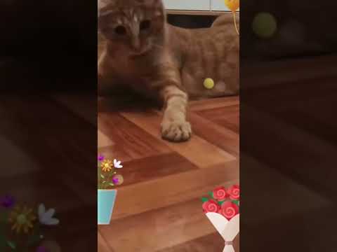 Весёлый кот 🐈 Зеркальный лучик ☀️