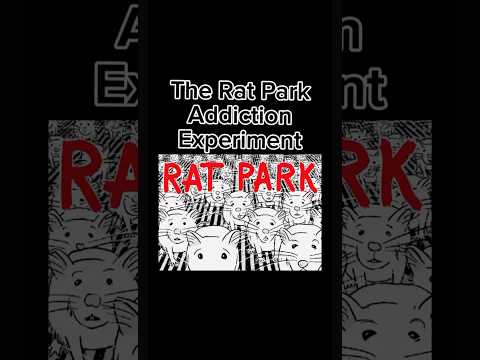 The Rat Park Addiction Experiment #shorts #experiment