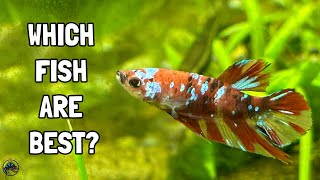 The Top 10 Species of Freshwater Aquarium Fish For Beginners!