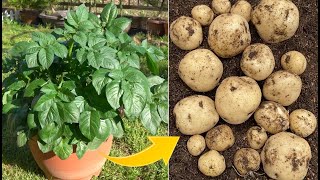 How to grow a lot of potatoes in a container