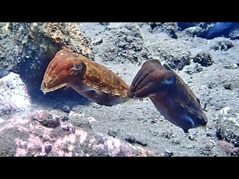 [コブシメ] 可愛いコブシメベイビー2匹♡ 癒されて〜!! 2 baby cattle fish in tulamben bali