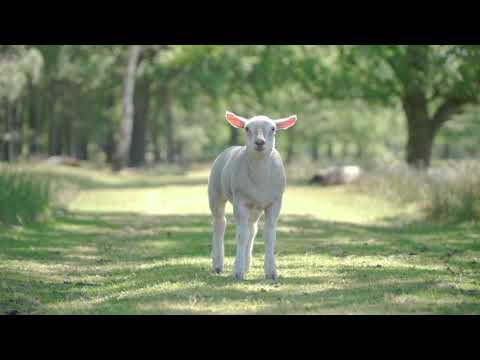 Baby Lamb | Copyright Free Video Footage