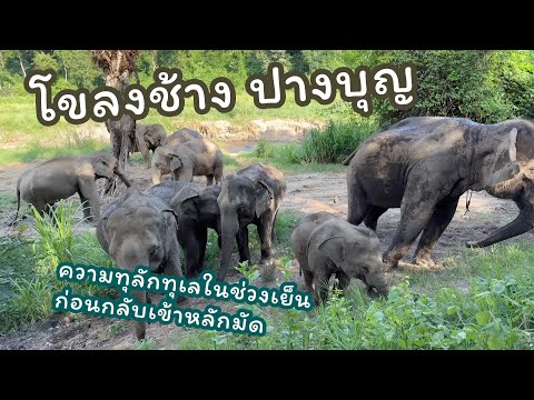 ตามติดชีวิตช้าง คลิปพิเศษ พาไปดูบรรยากาศช้างปางบุญ สนุกสนาน ทุลักทุเล พูดคุยกับพี่ควาญและแก่ดอน