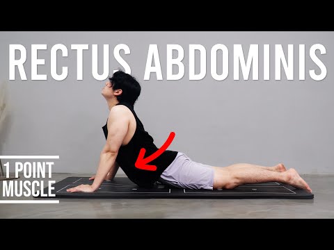 Do This Movement for Health｜Rectus Abdominis｜Hisdream Stretching Library