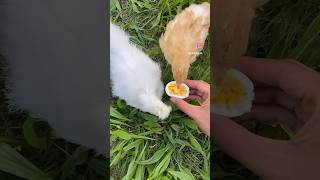 Chicks Love Eggs #backyardchickens #chicken #petchickens  #cute #chickenlife  #egg #funny #food