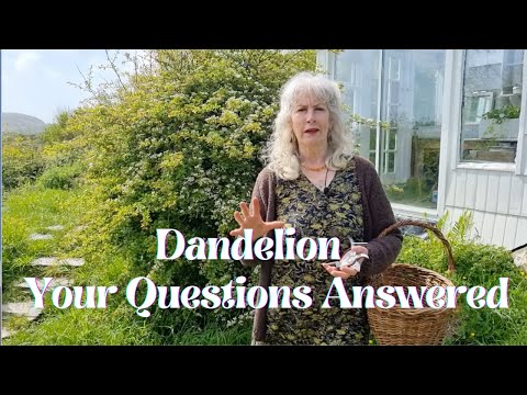 Dandelion - Your Questions Answered