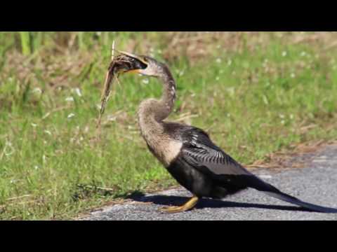 Extraordinary Everglades