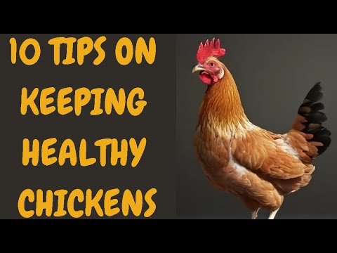 10 Tips On Keeping Healthy Chickens