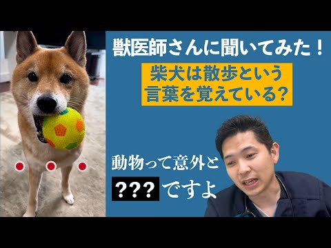 「散歩」と言うとショボンとする柴犬　理由を獣医師に聞いてみた