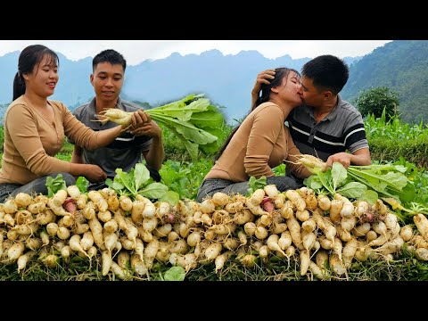 Country Life: Harvesting White Radish for Sale - Caring for My Pets | Linh's Life