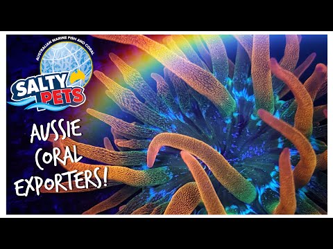 Salty Pets Tour! Behind the Scenes of an Aussie Coral Wholesaler