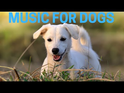 1 HOUR of Peaceful Music For Dogs! 🐶 Stop Barking and Promote Calmness! Dog Relaxation 🎵