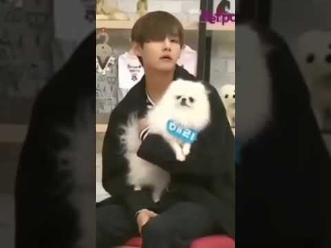 BTS with cute dog😍😍 #bts #cutedog #funny