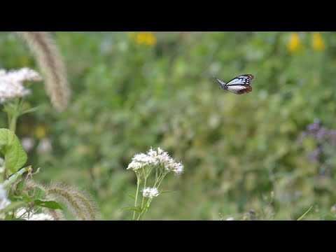 アサギマダラの飛翔