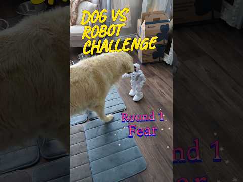 How to challenge your dog #shorts #dog   #goldenretriever